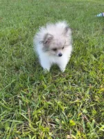 Boy A, a male Pomeranian for sale in Tabor City, NC – 2 of 4