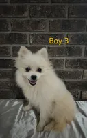 CKC Boy 3, a male Pomeranian for sale in Tabor City, NC – 2 of 3