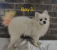 CKC Boy 3, a male Pomeranian for sale in Tabor City, NC – 3 of 3