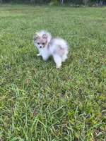 Boy A, a male Pomeranian for sale in Tabor City, NC – 3 of 4
