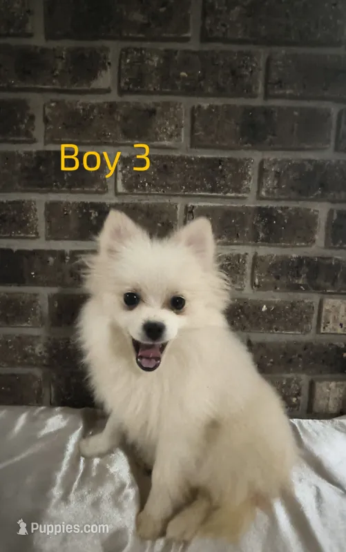 Boy 3 – Pomeranian puppy for sale in Tabor City, NC