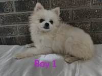CKC Boy 1, a male Pomeranian for sale in Tabor City, NC – 2 of 2