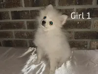 AKC Girl 1, a female Pomeranian for sale in Tabor City, NC – 1 of 3
