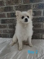 CKC Boy 2, a male Pomeranian for sale in Tabor City, NC – 1 of 3