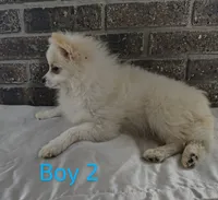 CKC Boy 2, a male Pomeranian for sale in Tabor City, NC – 2 of 3