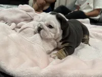 Oreo, a female English Bulldog for sale in Denver, CO – 4 of 10