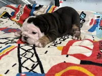 Oreo, a female English Bulldog for sale in Denver, CO – 8 of 10