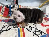 Oreo, a female English Bulldog for sale in Denver, CO – 6 of 10
