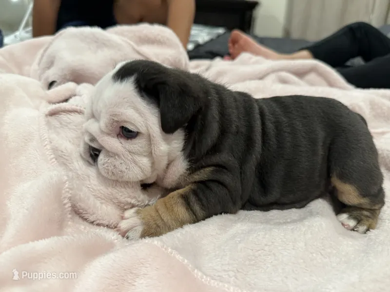 Oreo, a female English Bulldog for sale in Denver, CO – 1 of 10