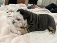 Oreo, a female English Bulldog for sale in Denver, CO – 1 of 10