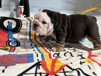 Oreo, a female English Bulldog for sale in Denver, CO – 9 of 10