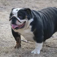 Roxy, a female English Bulldog for sale in Denver, CO – Photo 7 of 7