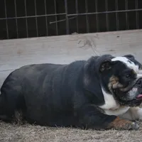 Roxy, a female English Bulldog for sale in Denver, CO – Photo 5 of 7