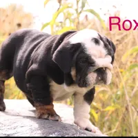 Roxy, a female English Bulldog for sale in Denver, CO – Photo 6 of 7