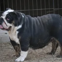 Roxy, a female English Bulldog for sale in Denver, CO – Photo 3 of 7