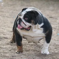 Roxy, a female English Bulldog for sale in Denver, CO – Photo 2 of 7