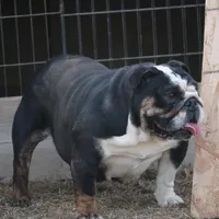 Roxy, a female English Bulldog for sale in Denver, CO – Photo 1 of 7