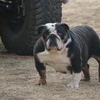 Roxy, a female English Bulldog for sale in Denver, CO – Photo 4 of 7