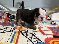 Oreo, a female English Bulldog for sale in Denver, CO – 5 of 10