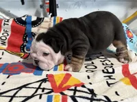 Oreo, a female English Bulldog for sale in Denver, CO – 7 of 10