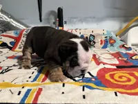 Oreo, a female English Bulldog for sale in Denver, CO – 10 of 10