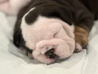 Oreo, a female English Bulldog for sale in Denver, CO – 3 of 10