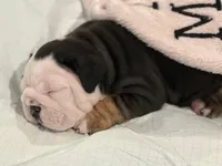 Oreo, a female English Bulldog for sale in Denver, CO – 2 of 10