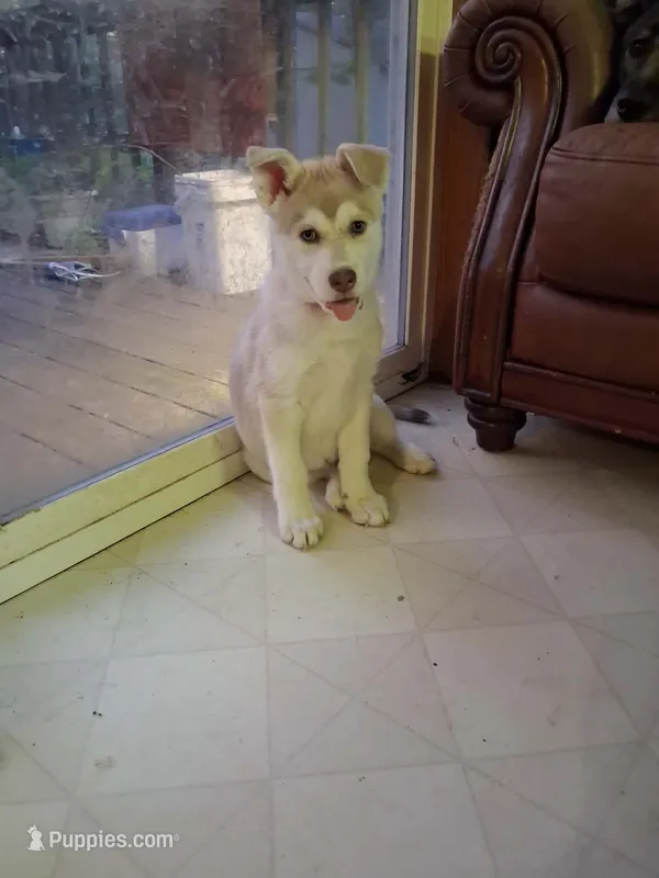 Judy, a female German Shepherd Dog and Siberian Husky for sale in Midland, MI – 1 of 1