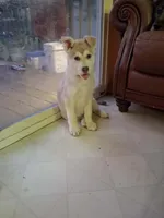 Judy, a female German Shepherd Dog and Siberian Husky for sale in Midland, MI – 1 of 1