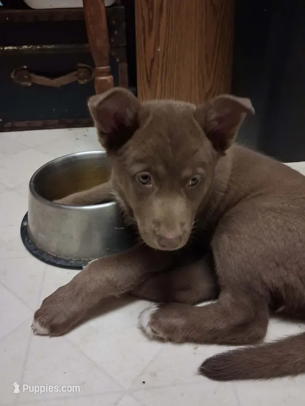 Ruby – German Shepherd Dog, Siberian Husky puppy for sale in Midland, MI