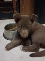 Ruby, a female German Shepherd Dog and Siberian Husky for sale in Midland, MI – 1 of 1