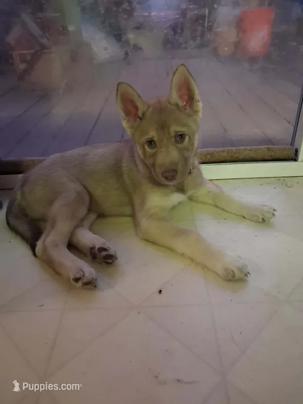Vinnie – German Shepherd Dog, Siberian Husky puppy for sale in Midland, MI