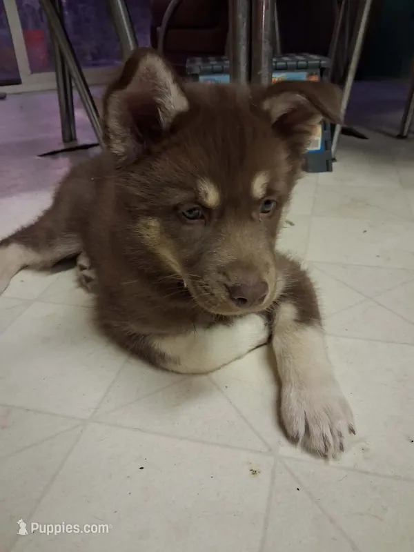 Rosy – German Shepherd Dog, Siberian Husky puppy on hold in Midland, MI