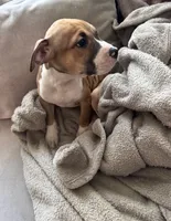 Lemon, a female American Pit Bull Terrier for sale in Columbus, OH – 2 of 2