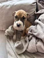 Lemon, a female American Pit Bull Terrier for sale in Columbus, OH – 1 of 2