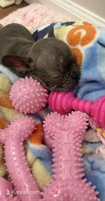 Safaa  – French Bulldog puppy for sale in Philadelphia, PA