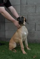 Nova (placeholder), a female Great Dane for sale in Buckeye, AZ – 3 of 7