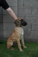 Nova (placeholder), a female Great Dane for sale in Buckeye, AZ – 7 of 7