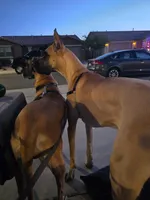 Sydney (placehoder), a female Great Dane for sale in Buckeye, AZ – 7 of 8