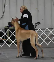 Sydney (placehoder), a female Great Dane for sale in Buckeye, AZ – 8 of 8