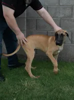 Nova (placeholder), a female Great Dane for sale in Buckeye, AZ – 2 of 7