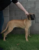 Nova (placeholder), a female Great Dane for sale in Buckeye, AZ – 1 of 7