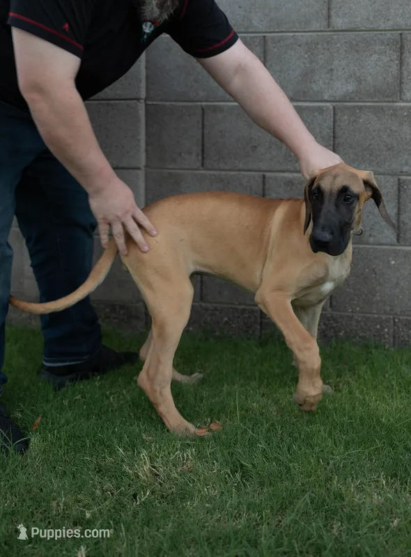 Sydney (placehoder) – Great Dane puppy for sale in Buckeye, AZ
