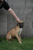 Sydney (placehoder), a female Great Dane for sale in Buckeye, AZ – 4 of 8
