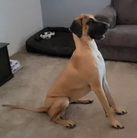 Nova (placeholder), a female Great Dane for sale in Buckeye, AZ – 5 of 7
