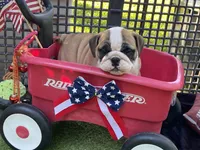 Dream, a female English Bulldog for sale in Exeter, MO – 3 of 10