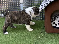 Paul, a female English Bulldog for sale in Exeter, MO – 9 of 10