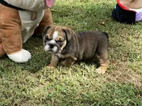 Alex, a male English Bulldog for sale in Exeter, MO – Photo 4 of 10