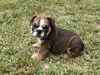 Alex, a male English Bulldog for sale in Exeter, MO – Photo 10 of 10