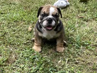 Alex, a male English Bulldog for sale in Exeter, MO – Photo 7 of 10